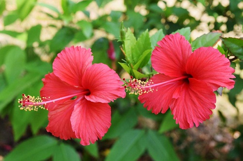 ดอกชบา”Hibiscus – Flowers In Thailand